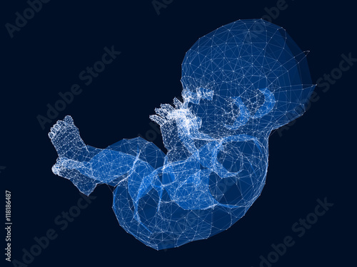 Fototapeta Naklejka Na Ścianę i Meble -  Wire frame model of the Baby. 3d rendering.
