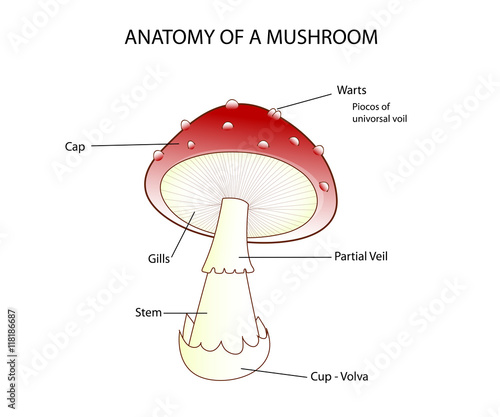 Pars of a mushroom