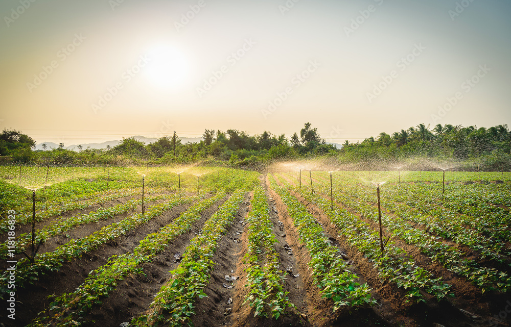 Water sprinkler system working in a green vegetable garden at sunset Water sprinkler system working in a green vegetable garden at sunset