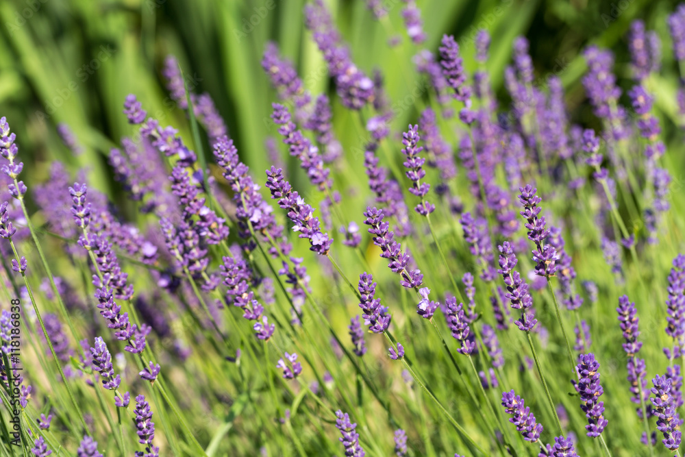 Obraz premium Garden with the flourishing lavender
