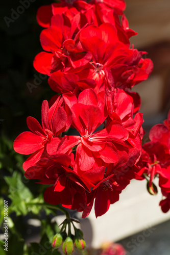 Fototapeta Naklejka Na Ścianę i Meble -  Red pelargonium (geranium) flower, blooming in a garden