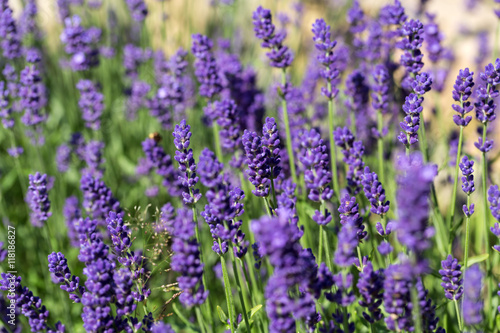 Gardens with the flourishing lavender © wjarek