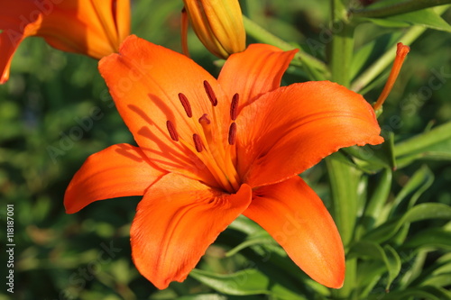 Blooming hybrid Asiatic lily in the summer garden