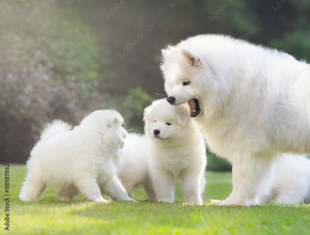 Female Samoyed dog with puppies.