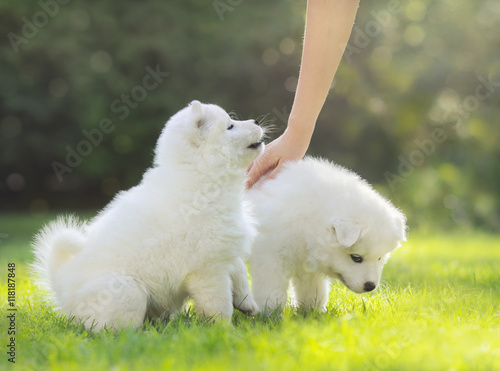 Human hand patting white puppy of Samoyed dog.