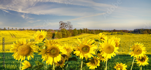 Fototapeta Naklejka Na Ścianę i Meble -  Panorama ze słoneczników na zielonym polu,na tle błękitnego nieba