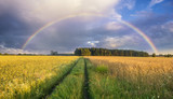 colorful rainbow over the field after passing rainstorm