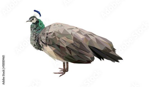 Low poly peacock peafowl isolated triangles vector illustration on white background