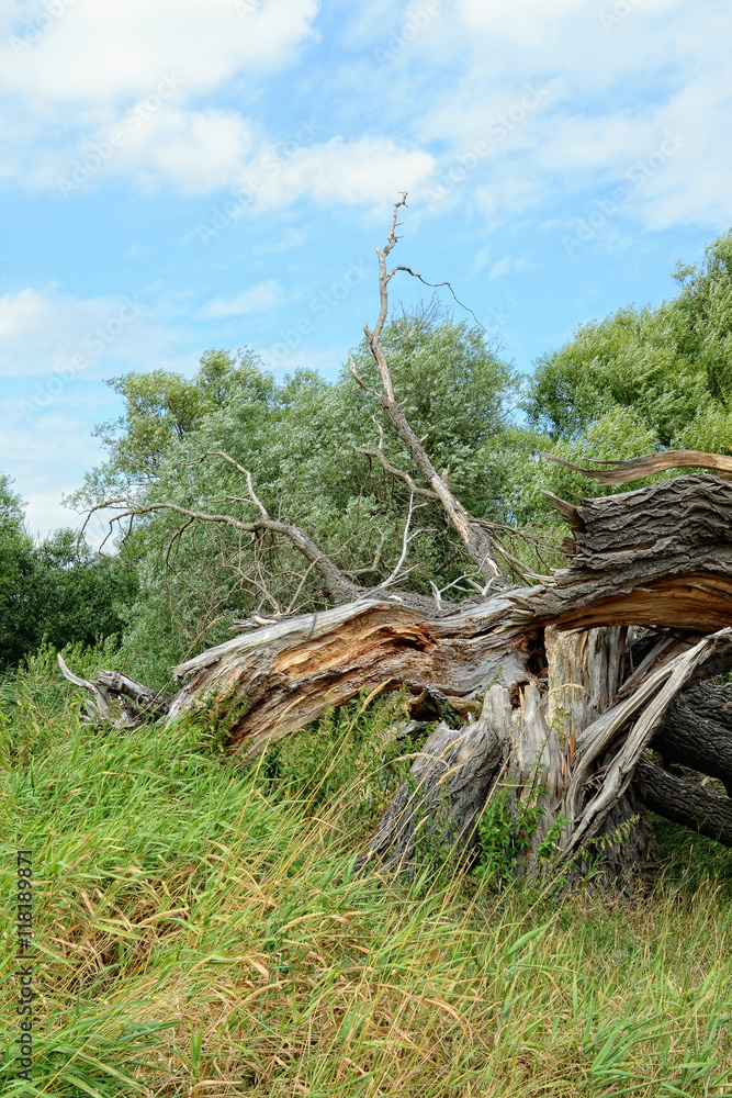 dead willow tree broken by storm