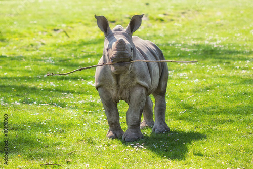 Funny White rhinoceros (Ceratotherium simum) calf playing fetch