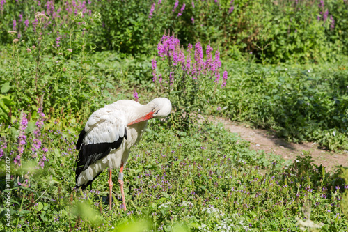 Φωτογραφία Cigogne à la toilette