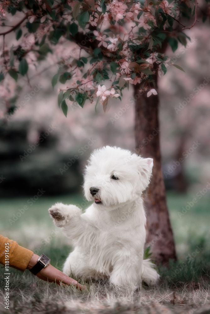 Cute West highland white Terrier in a lush Park. Cute West highland white Terrier in a lush Park.