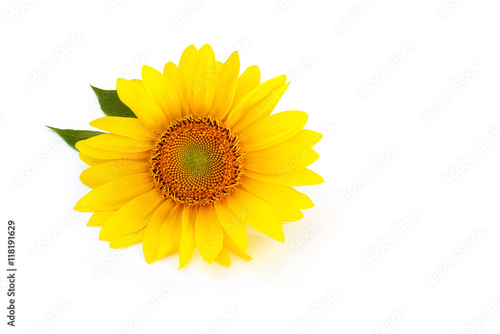 Fototapeta premium Sonnenblume