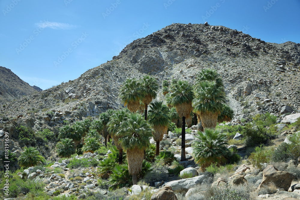 Naklejka premium 49 palms Oasis in Joshua Tree National Park