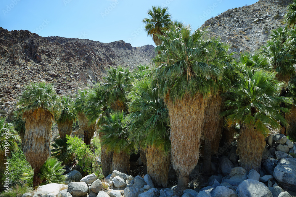 Naklejka premium 49 palms Oasis in Joshua Tree National Park