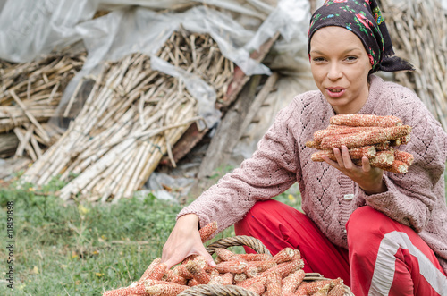 young peasant girl with a scarf collects crowned parts of corn photo