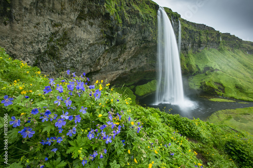 wild blue flowers under waterfall in Iceland