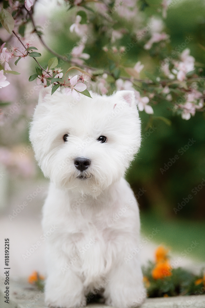 Cute West highland white Terrier in a lush Park. Cute West highland white Terrier in a lush Park.