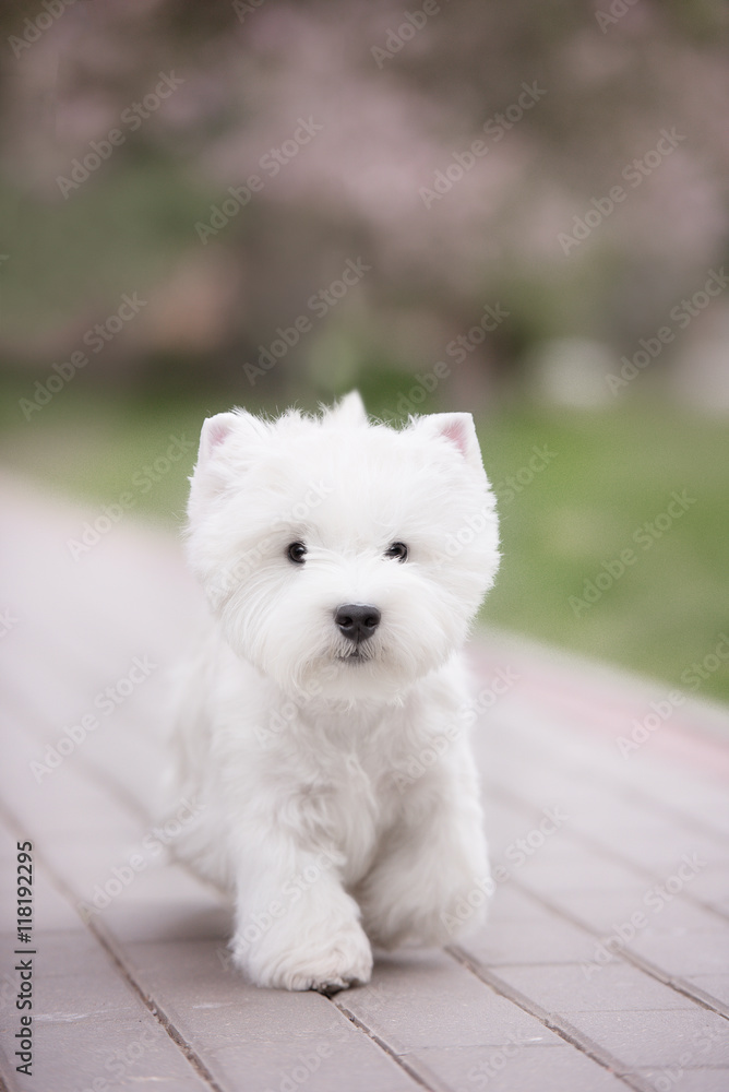 Cute West highland white Terrier in a lush Park. Cute West highland white Terrier in a lush Park.