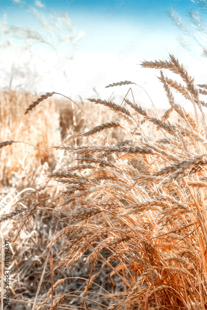 Fototapeta premium Gold of wheat