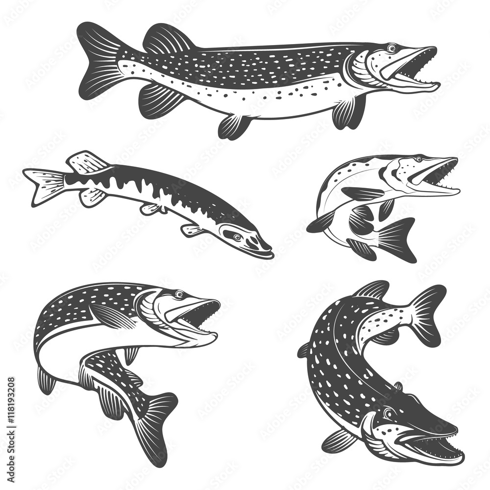Fototapeta premium Pike fish icons. Design elements for fishing club or team.