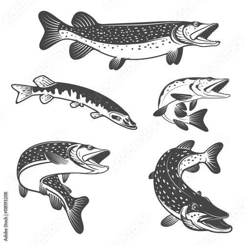 Pike fish icons. Design elements for fishing club or team. photo