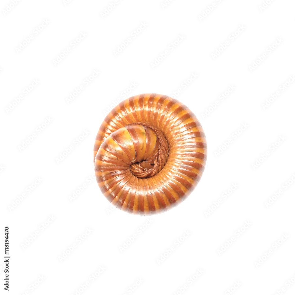 Closeup brown millipede rolling at the floor isolated on white background with clipping path Closeup brown millipede rolling at the floor isolated on white background with clipping path