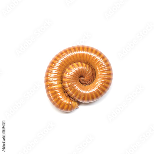 Closeup brown millipede rolling at the floor isolated on white background with clipping path