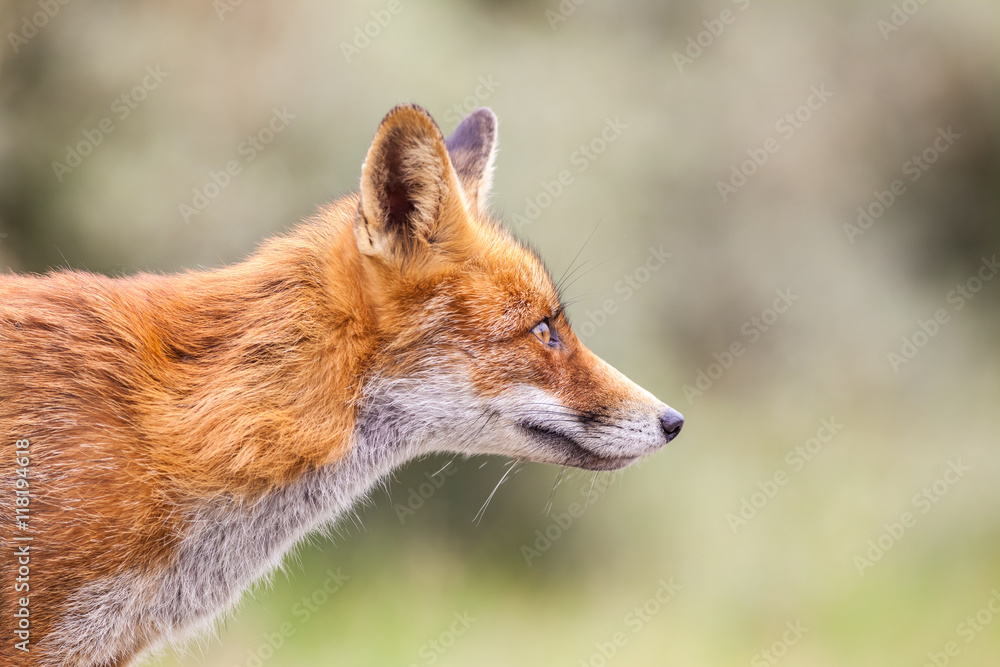 Fototapeta premium an red fox