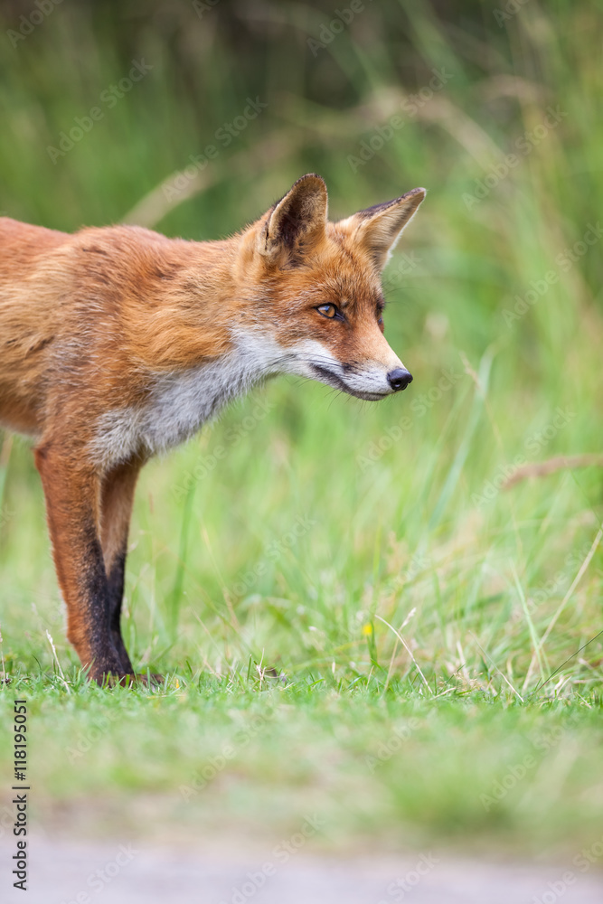 Fototapeta premium an red fox