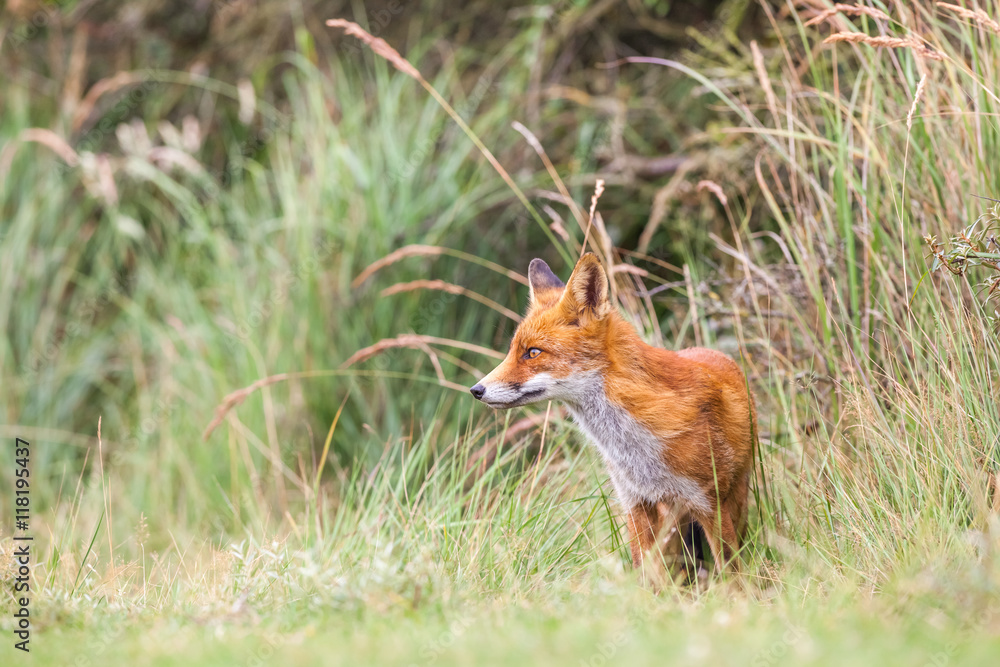an red fox an red fox