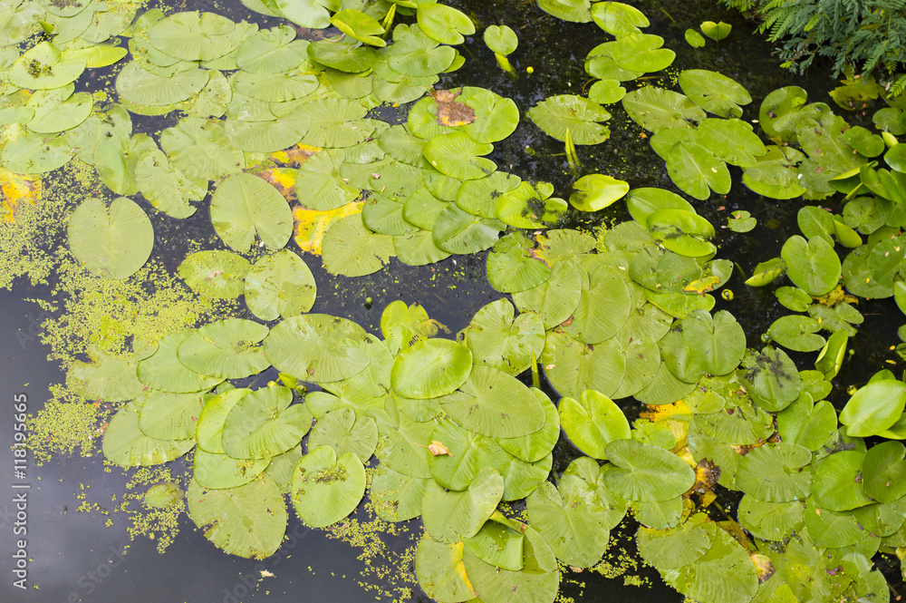 Green Leaves on Water Surface Green Leaves on Water Surface