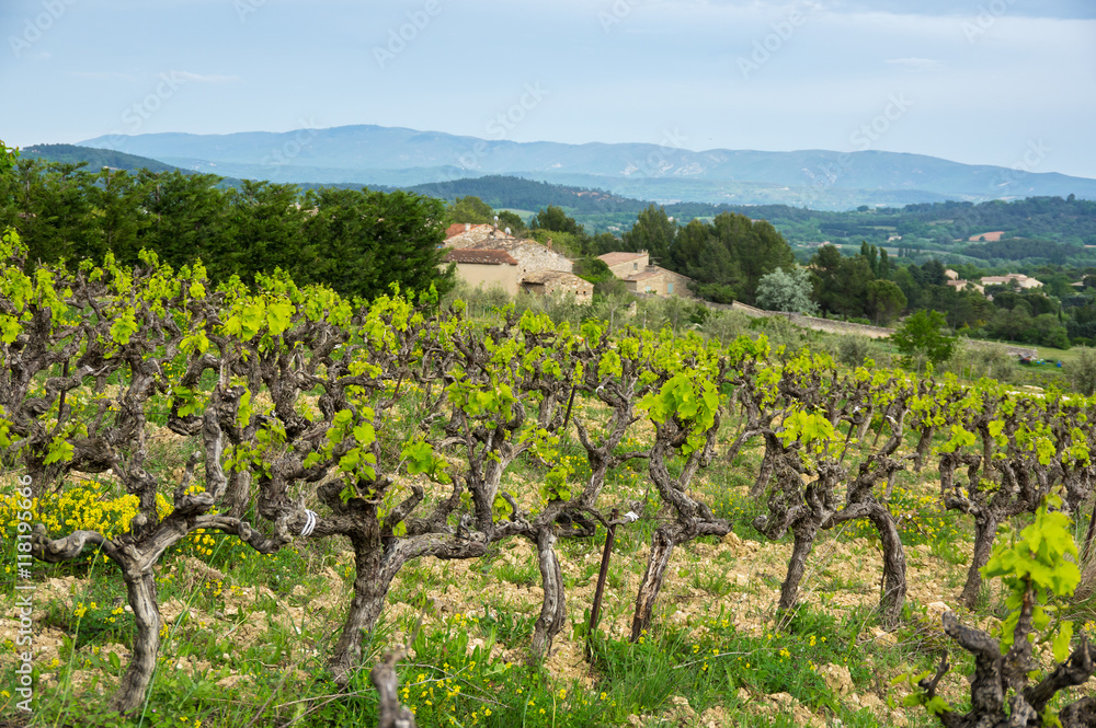 Vineyard on the hills
