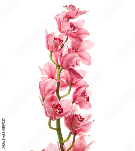 Fototapeta Naklejka Na Ścianę i Meble -  Orchid flowers
