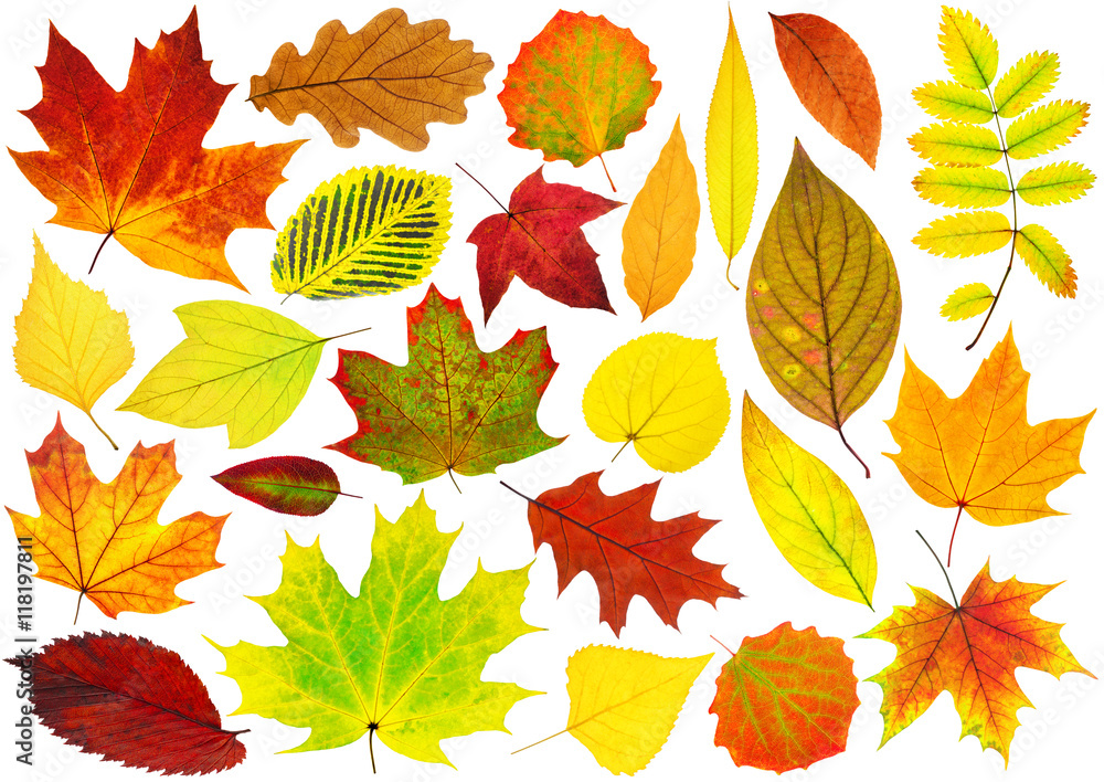 Collection of isolated autumn leaves