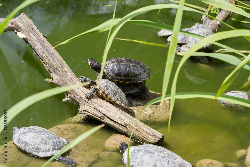 Fototapeta premium Tortue cistude d'europe