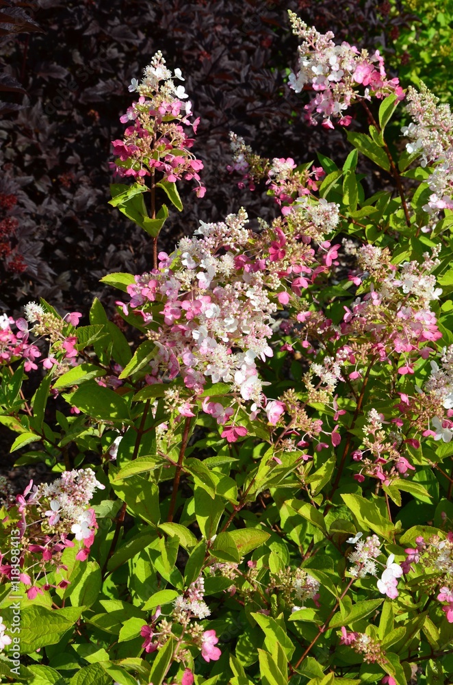 Rispenhortensie blüht rosa im Garten - hydrangea paniculata