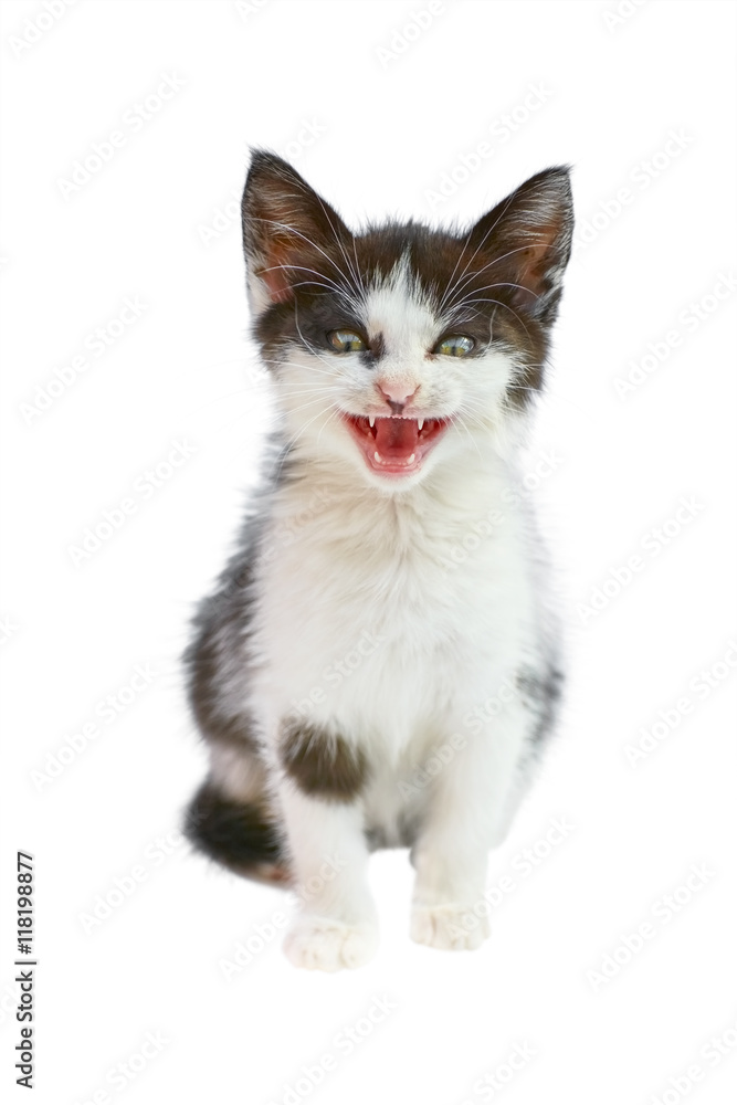 Kitten Kitten