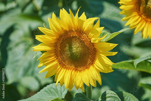 Sunflower against Green