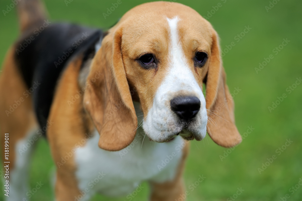Close Beagle dog