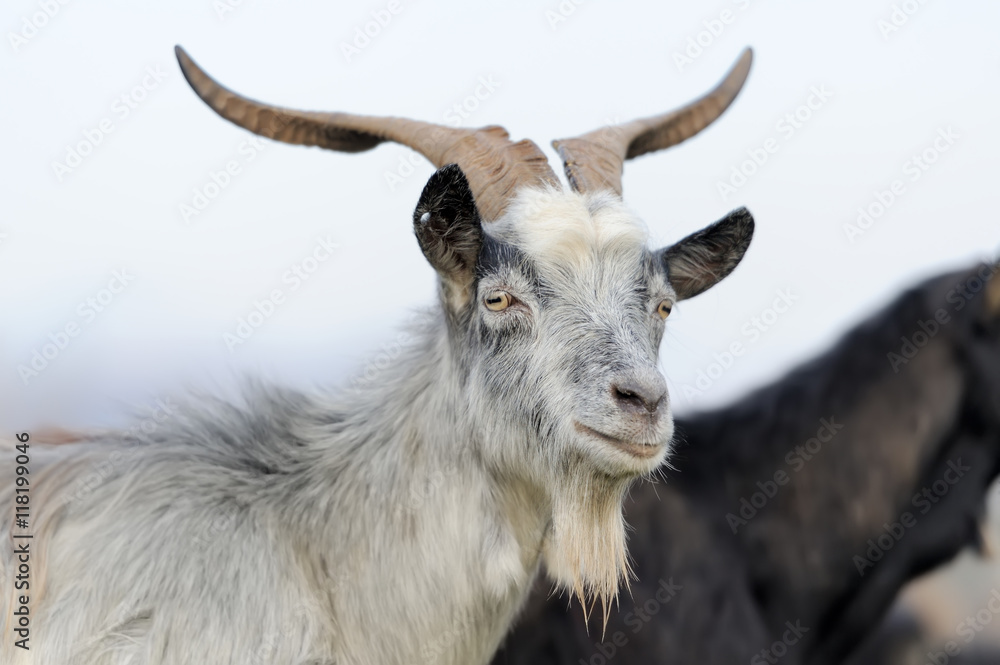 Goat in mountain. Autumn season Goat in mountain. Autumn season