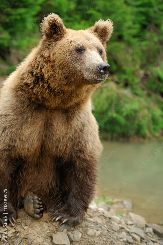 Brown bear (Ursus arctos) in nature