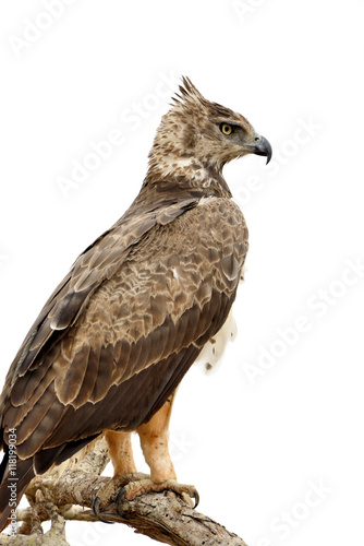 Tawny eagle (Aquila rapax) sitting on a branch tree © byrdyak