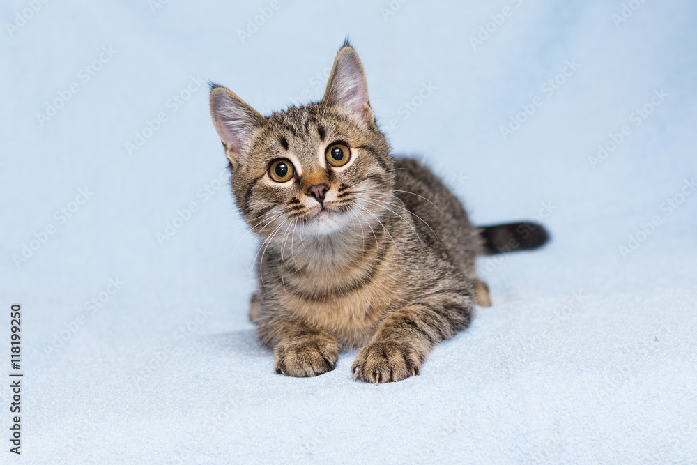Small kitten on a blue background Small kitten on a blue background