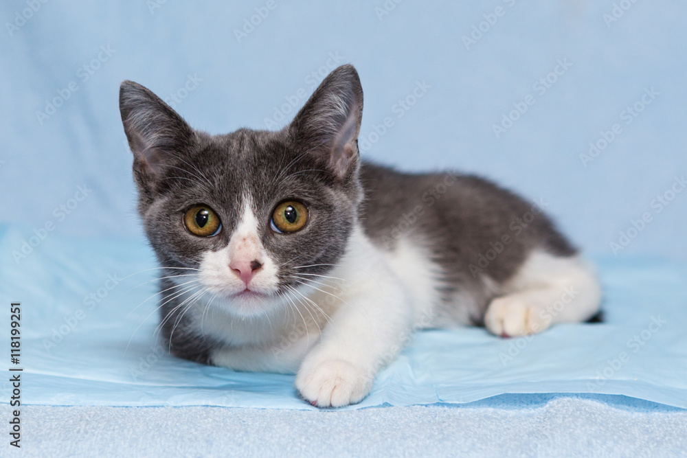 Small  kitten on a blue background