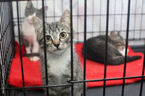 Fototapeta Naklejka Na Ścianę i Meble -  Little kittens in a cage of a shelter
