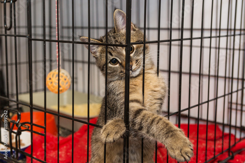 Elegant kitten at the shelter