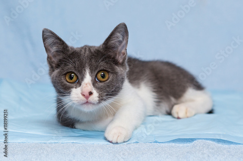 Small  kitten on a blue background © Okssi
