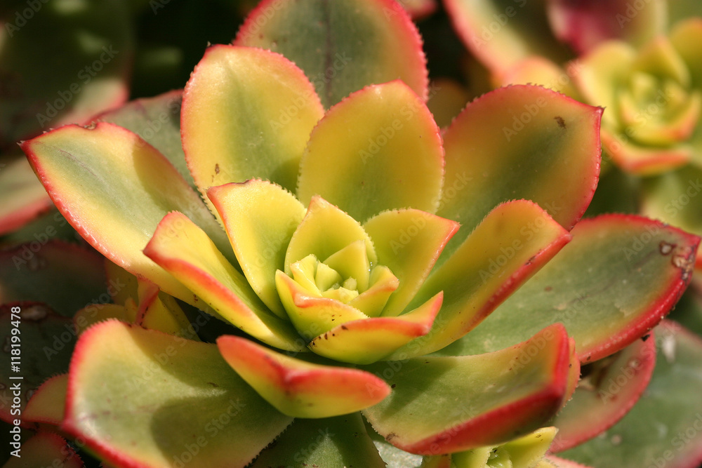 blühende exotische Plfanzen und Kakteen blühende exotische Plfanzen und Kakteen