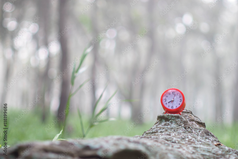 Red clock in forest